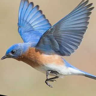 Wild Bryde Bluebird Earrings, Brooch Full-Body, Species Photo - Unofficial Wild Bryde Collector's Guide