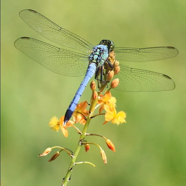 Wild Bryde Dragonfly Brooch Full-Body, Landscape, Framed - Unofficial Wild Bryde Collector's Guide