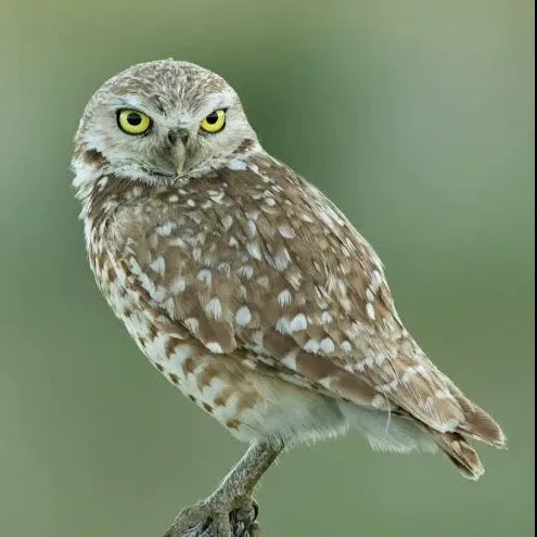 Wild Bryde Burrowing Owl Earrings Full-Body, Species Photo - Unofficial Wild Bryde Collector's Guide
