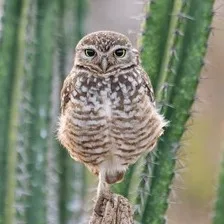Wild Bryde Saguaro Cactus & Screech Owl & Coyote Earrings Full-Body, Face Only, Framed - Unofficial Wild Bryde Collector's Guide
