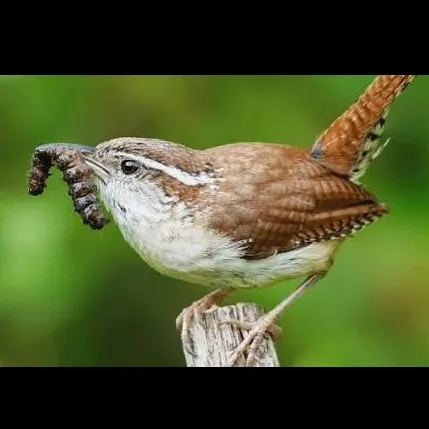 Wild Bryde Carolina Wren Earrings Full-Body, Framed, Species Photo - Unofficial Wild Bryde Collector's Guide