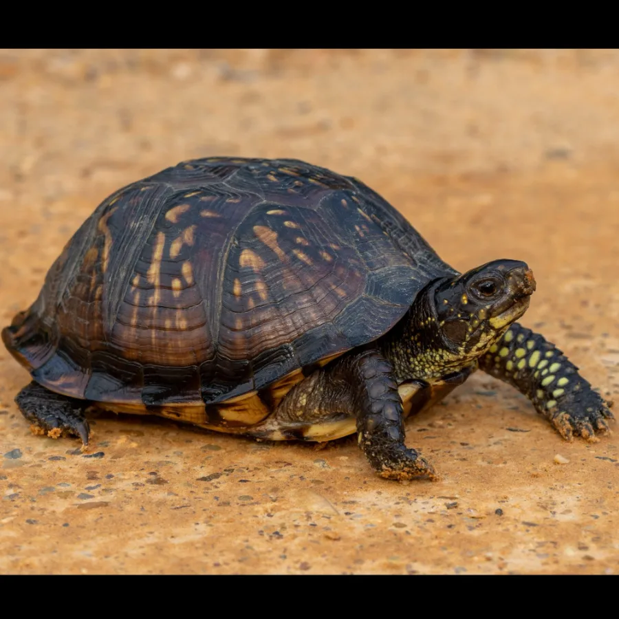 Wild Bryde Box Turtle Earrings Full-Body, Species Photo - Unofficial Wild Bryde Collector's Guide