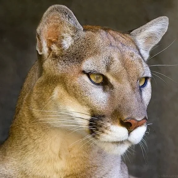 Wild Bryde Cougar Earrings Face Only, Framed, Species Photo - Unofficial Wild Bryde Collector's Guide