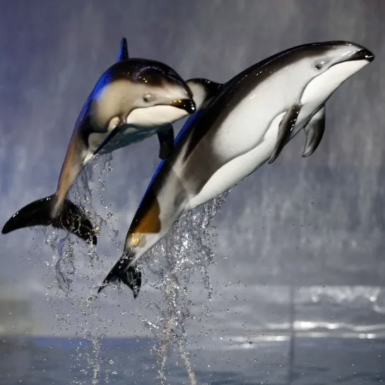 Wild Bryde White-Sided Dolphin Earrings Pairs and Families, Full-Body, Species Photo - Unofficial Wild Bryde Collector's Guide
