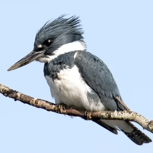 Wild Bryde Belted Kingfisher Earrings Full-Body, Framed, Hallmark Photo - Unofficial Wild Bryde Collector's Guide