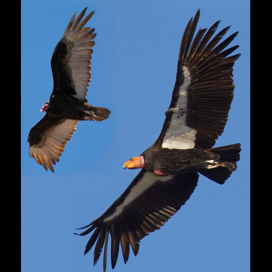 Wild Bryde California Condor Earrings Full-Body, Framed, Pairs and Families - Unofficial Wild Bryde Collector's Guide