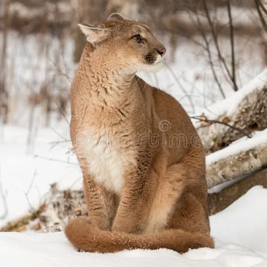 Wild Bryde Cougar Earrings Full-Body, Hallmark Photo, Species Photo - Unofficial Wild Bryde Collector's Guide