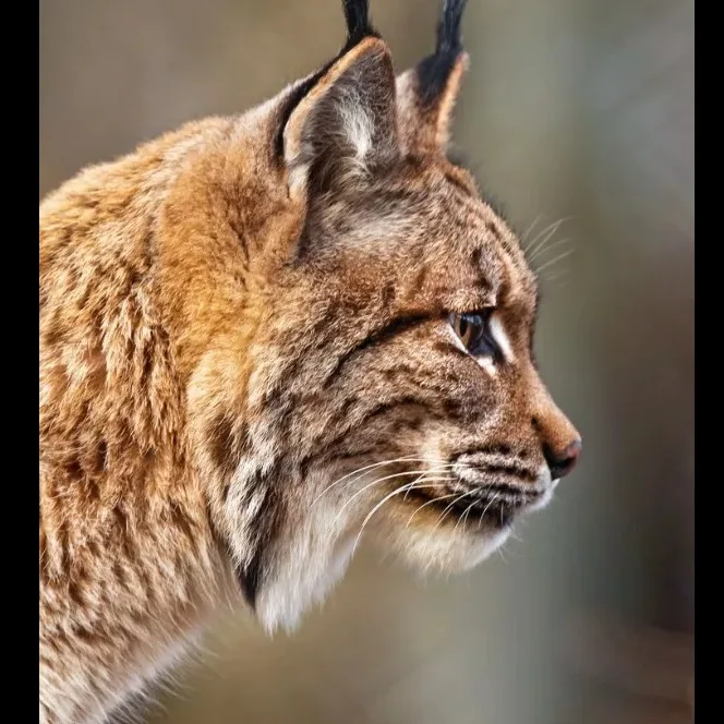 Wild Bryde Bobcat Earrings Face Only, Framed, Hallmark Photo - Unofficial Wild Bryde Collector's Guide