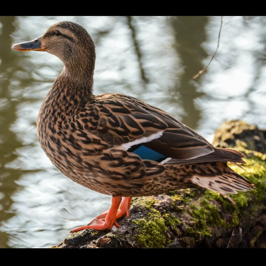 Wild Bryde Mallard Duck Earrings, Posts Full-Body, Hallmark Photo, Species Photo - Unofficial Wild Bryde Collector's Guide