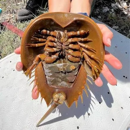 Wild Bryde Horseshoe Crab Earrings Full-Body, Dangles or Articulation, Species Photo - Unofficial Wild Bryde Collector's Guide