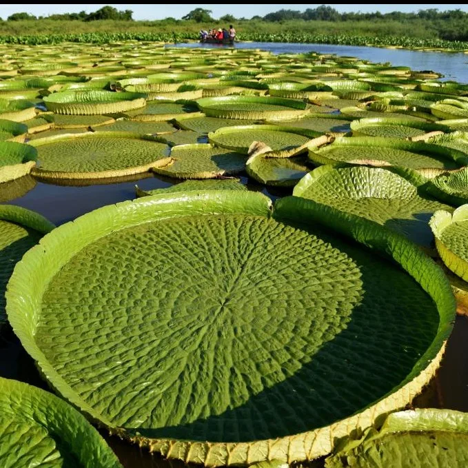 Wild Bryde Giant Lily Pad Earrings Landscape, Hallmark Photo, Species Photo - Unofficial Wild Bryde Collector's Guide