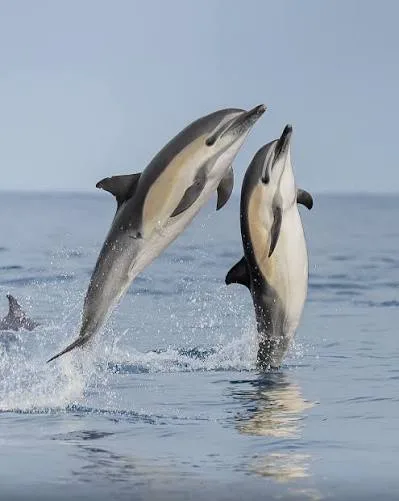 Wild Bryde Common Dolphin Earrings Full-Body, Pairs and Families, Hallmark Photo - Unofficial Wild Bryde Collector's Guide