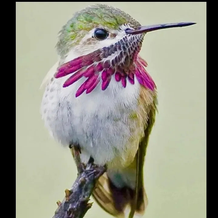 Wild Bryde Calliope Hummingbird Earrings, Posts Full-Body, Framed, Species Photo - Unofficial Wild Bryde Collector's Guide