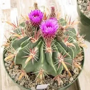 Wild Bryde Barrel Cactus Earrings Landscape, Hallmark Photo, Species Photo - Unofficial Wild Bryde Collector's Guide