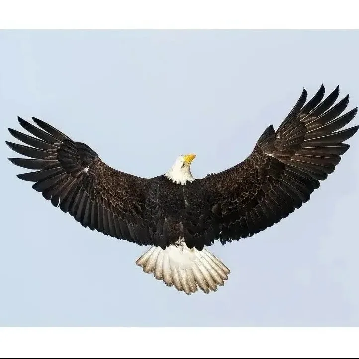 Wild Bryde Bald Eagle Earrings Full-Body, Framed, Beading - Unofficial Wild Bryde Collector's Guide