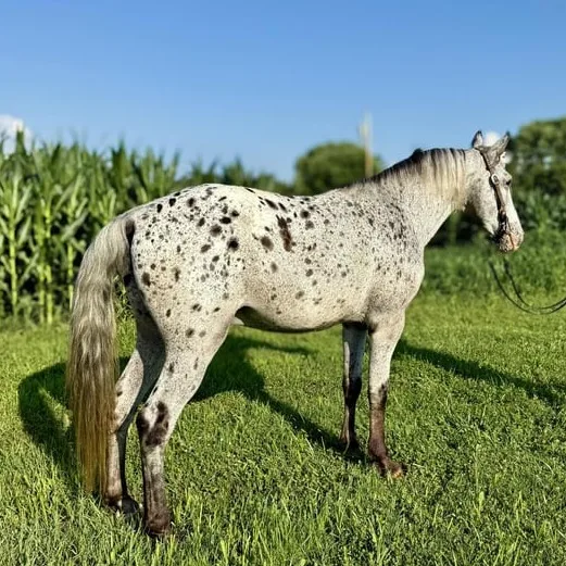 Wild Bryde Tennessee Walker Earrings Full-Body, Framed, Beading - Unofficial Wild Bryde Collector's Guide